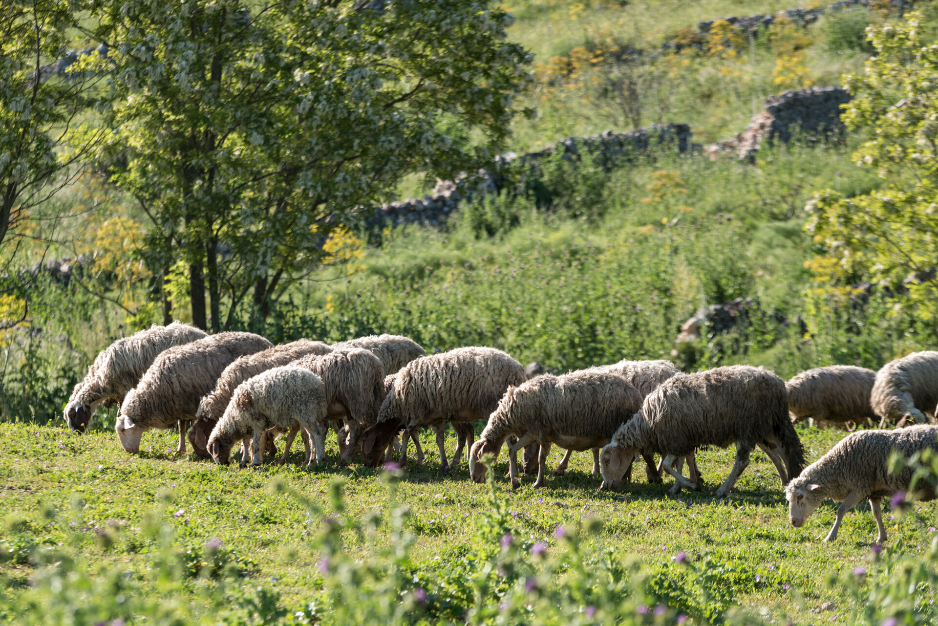 Grazing sheep