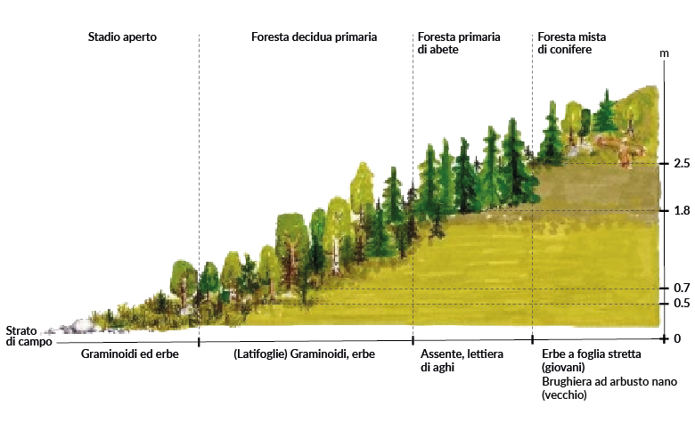 Schema del profilo vegetazionale dalla bassa quota verso le quote elevate, dove le vegetazioni passano rispettivamente da stadio aperto dominato dalle erbacee che via via salendo &egrave; sostituito da foreste decidue, seguite da foreste di abeti e conifere miste.