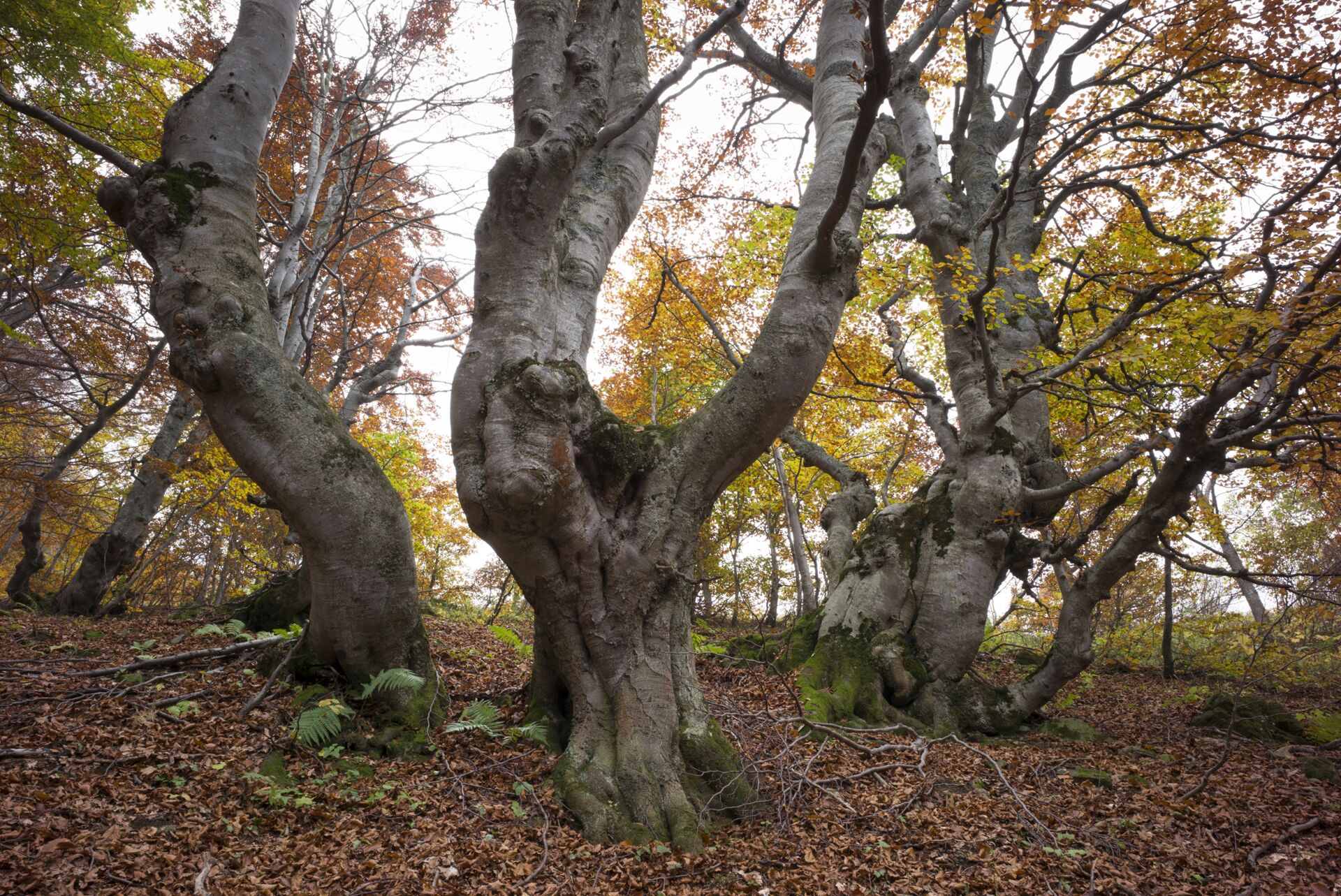 Bosco bandito di Palanfr&egrave; sulle Alpi Marittime, nel sud-ovest del Piemonte