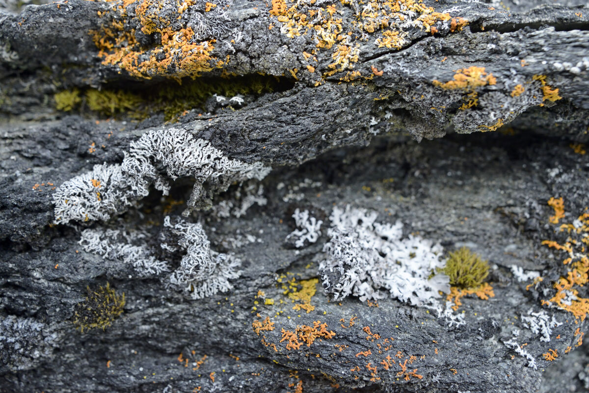 Licheni, tundra norvegese