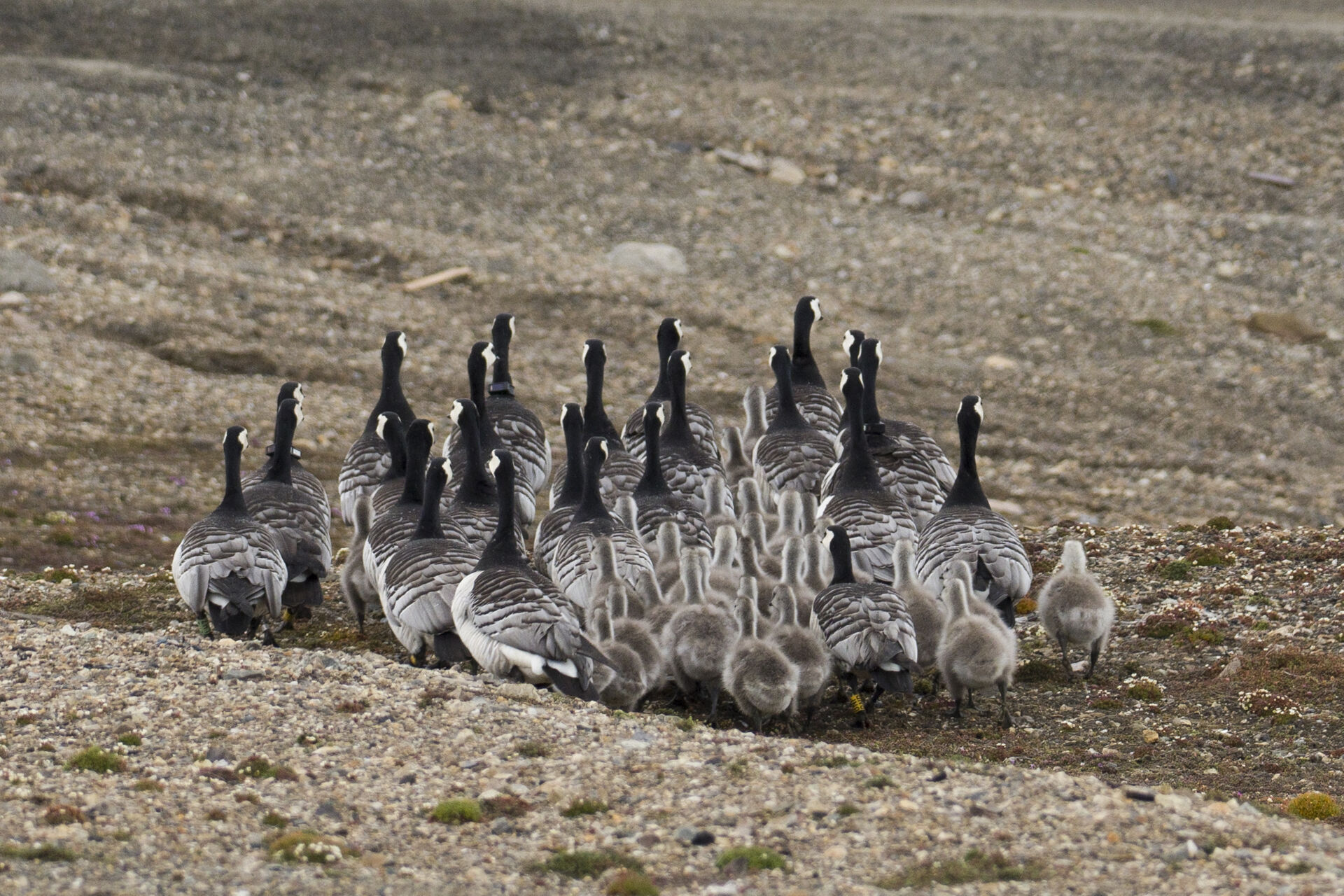 Oche facciabianca che si muovono in gruppo per proteggere i pulcini