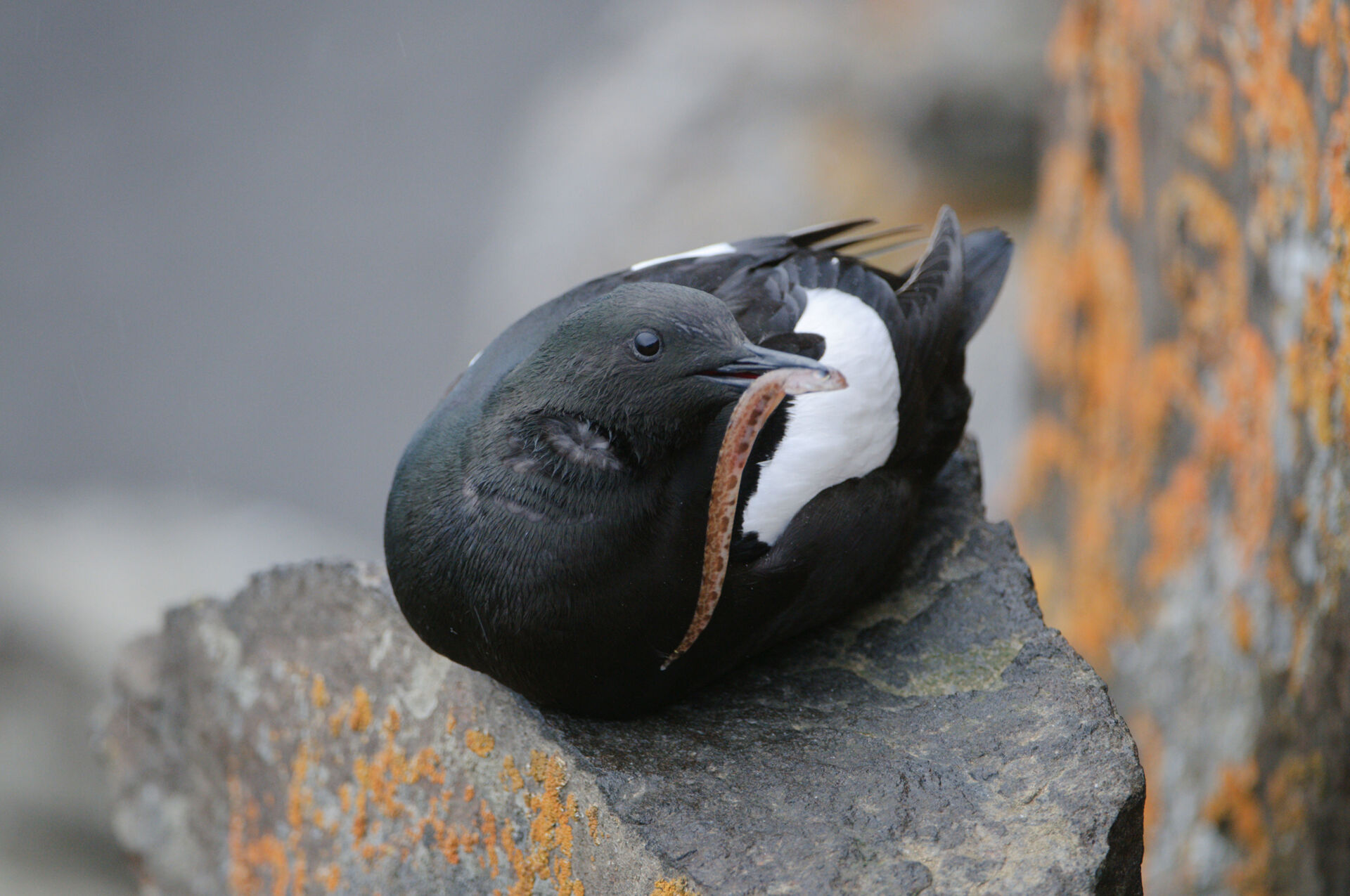 Individuo con preda al nido nella scogliera di Diabasodden Svalbard