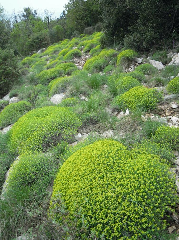 Euphorbia spinosa on Monte Calvi in Campiglia Marittima, southern Tuscany.&nbsp;