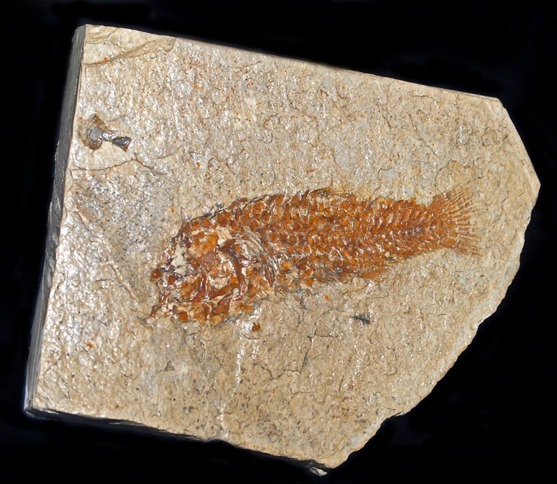Nono fossile (Aphanius crassicaudus)
