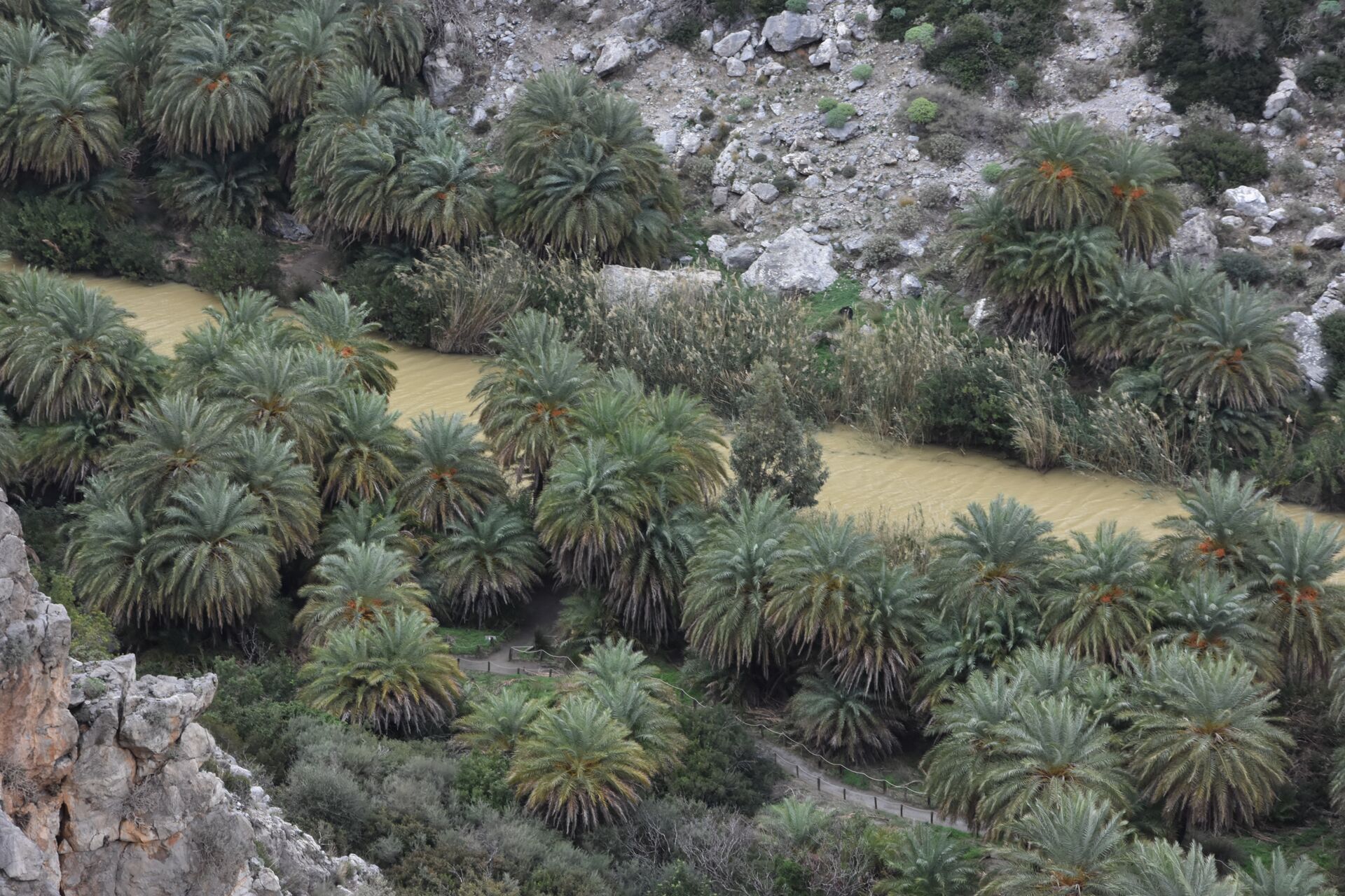 Cretan date palm grove (Phoenix teophrasti) at Preveli beach, Crete