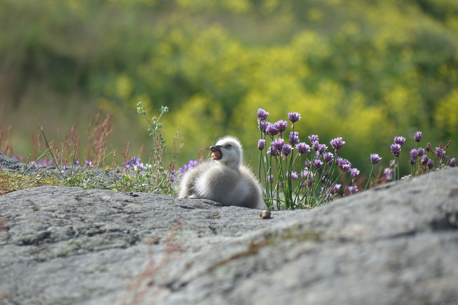 Pulcino di oca facciabianca&nbsp;(Branta leucopsis)
