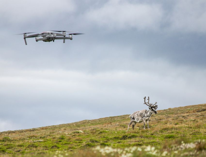 Drone-og-rein