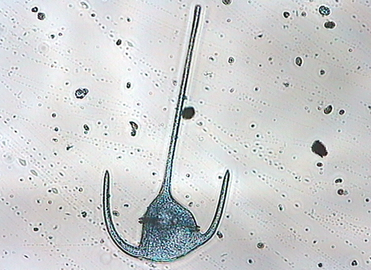 Ceratium tripos&nbsp;has armoured plates, horns, and two flagella enabling forward propulsion and rotational force