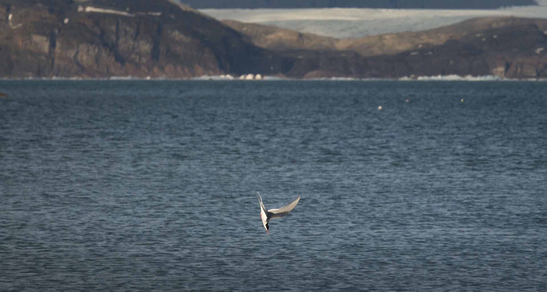 Sterna artica a Ny &Aring;lesund, Svalbard. July 2021.