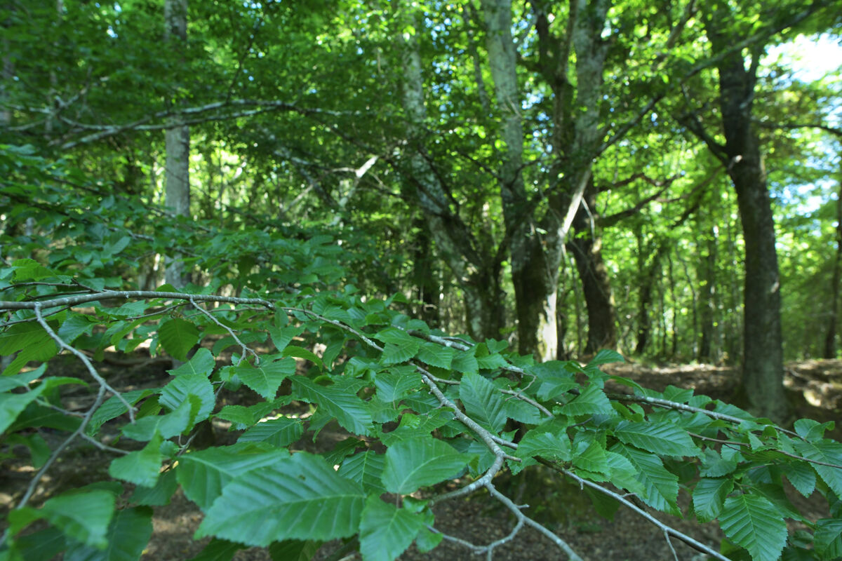 European hornbeam&nbsp;(Carpinus betulus)