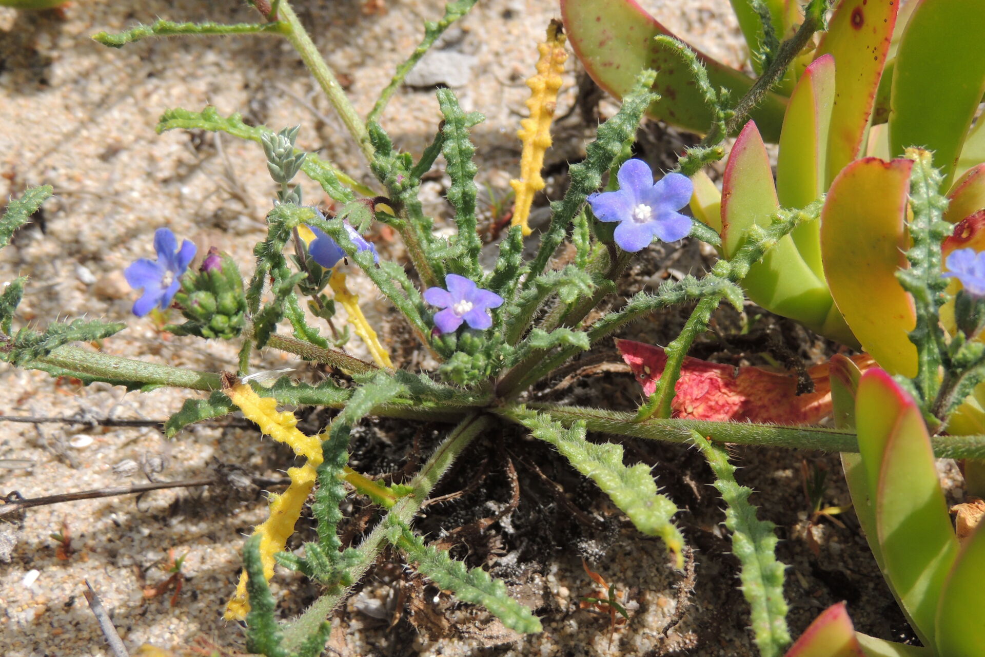 Anchusa crispa subsp. maritima (Vals.) Selvi &amp; Bigazzi. Species classified by IUCN as endangered in Italy.