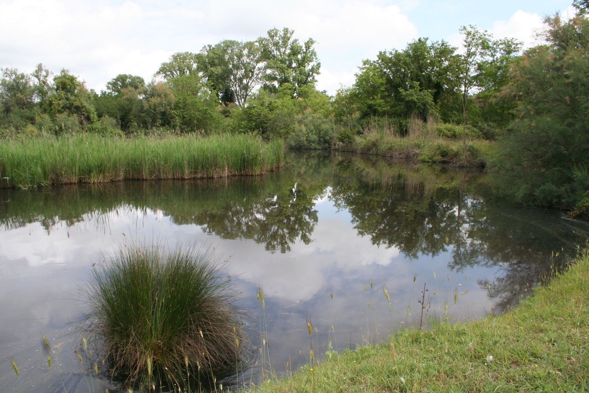 Pond in Bosco della Mesola, 2022