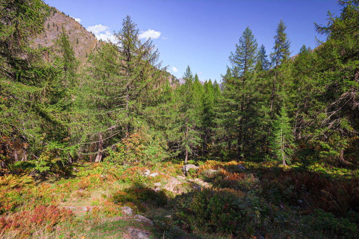 Sottobosco, abete rosso