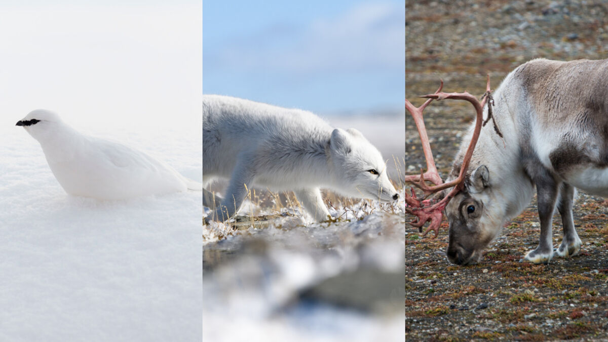 Da sinistra verso destra: pernice bianca, volpe artica, renna delle Svalbard in livrea estiva