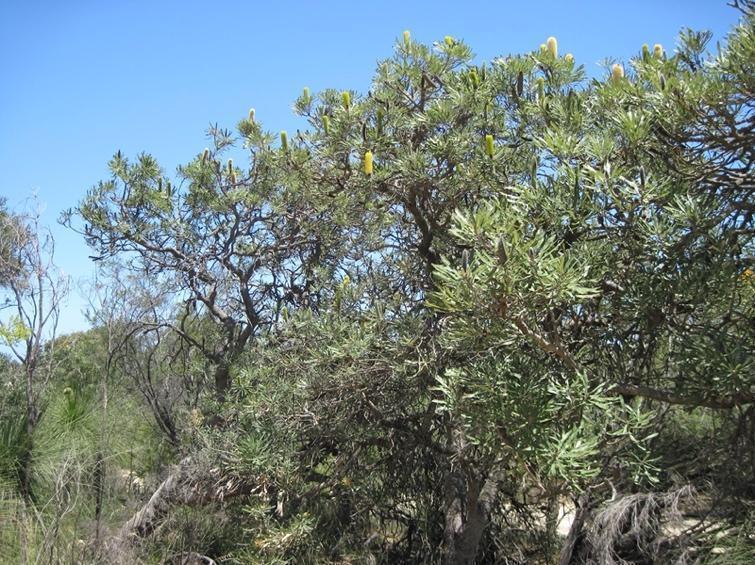 Fioriture di Banksia attenuata (Proteaceae) lungo la Lancelin Road.