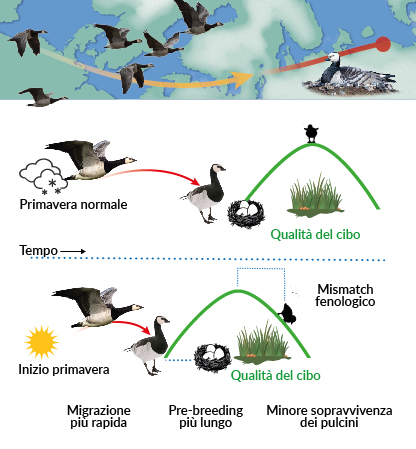 L&rsquo;illustrazione mostra la rotta migratoria dell&rsquo;oca facciabianca. L&rsquo;aumento delle temperature, a seguito dei cambiamenti climatici, pu&ograve; anticipare l&rsquo;inizio della stagione primaverile-estiva, alterando la fenologia della loro migrazione. La specie raggiunger&agrave; il sito di riproduzione in un momento diverso rispetto agli anni precedenti. Anche la riproduzione subir&agrave; dei cambiamenti temporali nelle sue fasi e quando nascer&agrave; la prole sar&agrave; ormai superato il picco di disponibilit&agrave; della risorsa trofica aumentando la mortalit&agrave; dei pulcini e diminuendo quindi il successo riproduttivo della specie.