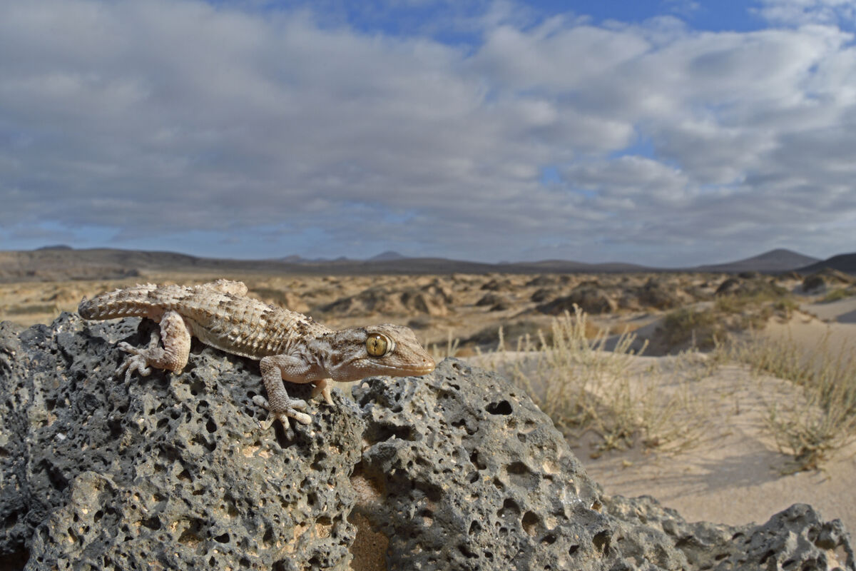 Gecko, semi-arid environment