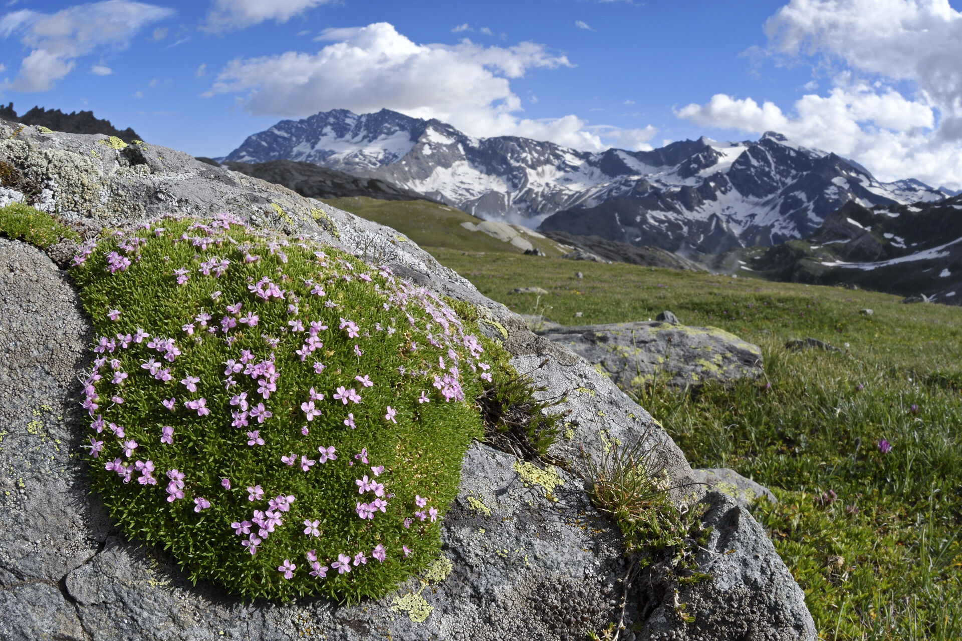 Silene acaulis, Parco Nazionale Gran Paradiso