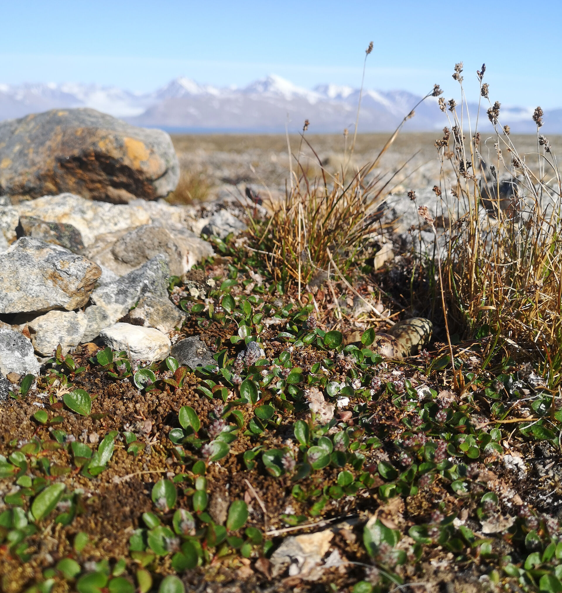 Nido di piovanello violetto con uova nella tundra alle Svalbard