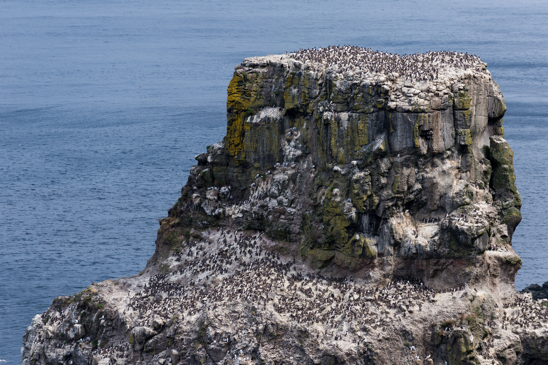 Colonia di uccelli, artico