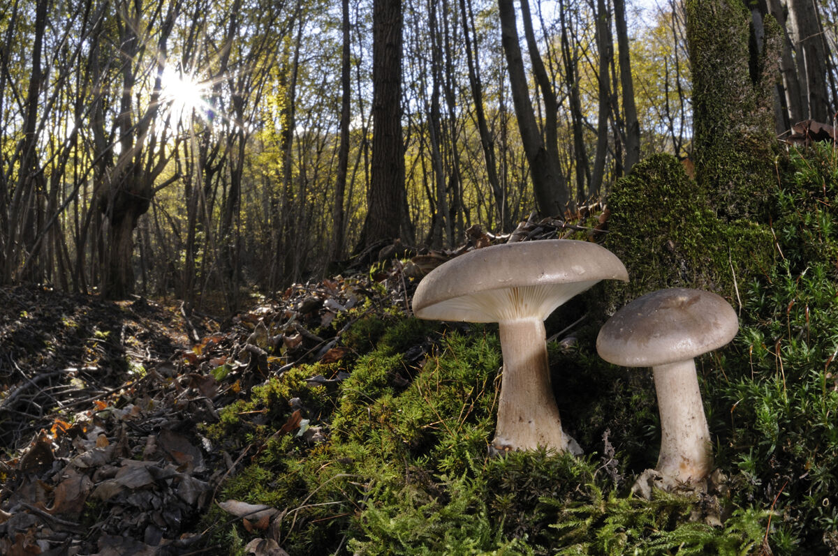 Latterini (Clitocybe nebularis)