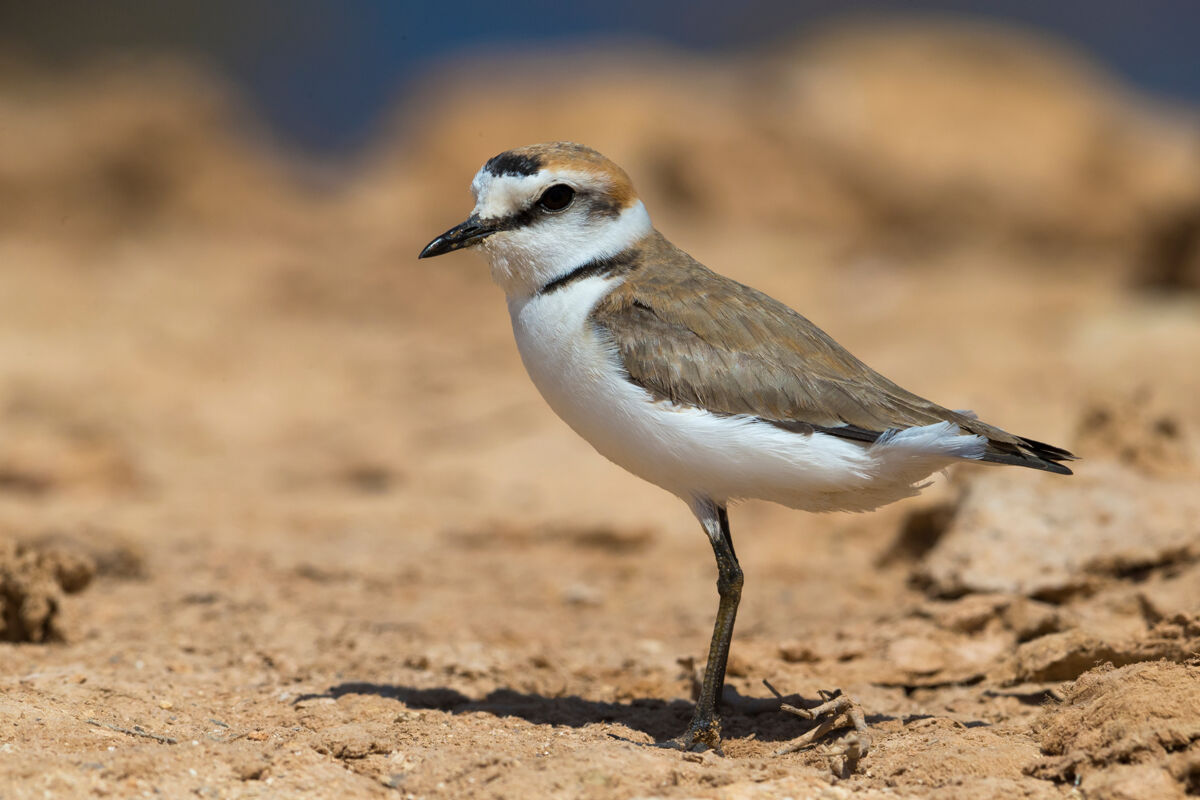 Fratino (Charadrius alexandrinus)