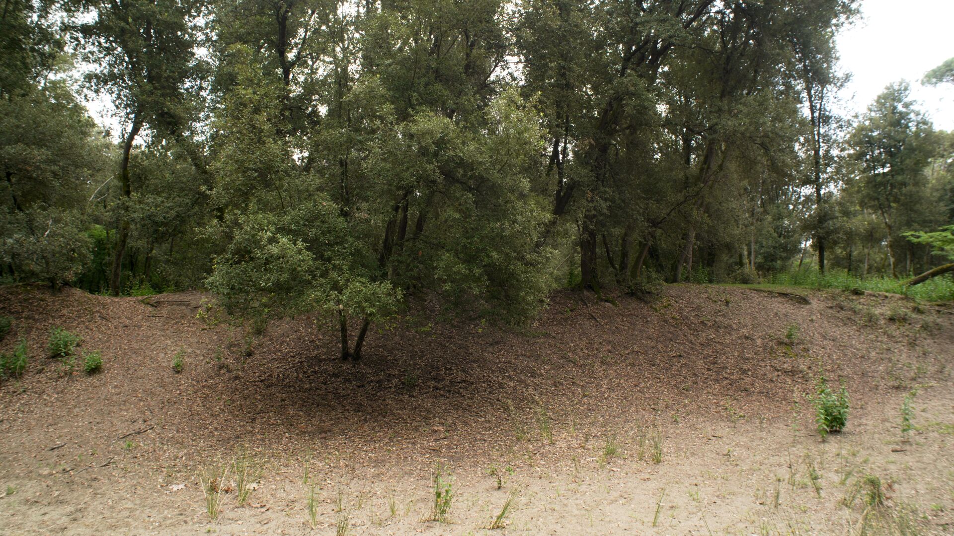 Bosco della Mesola, dune belts