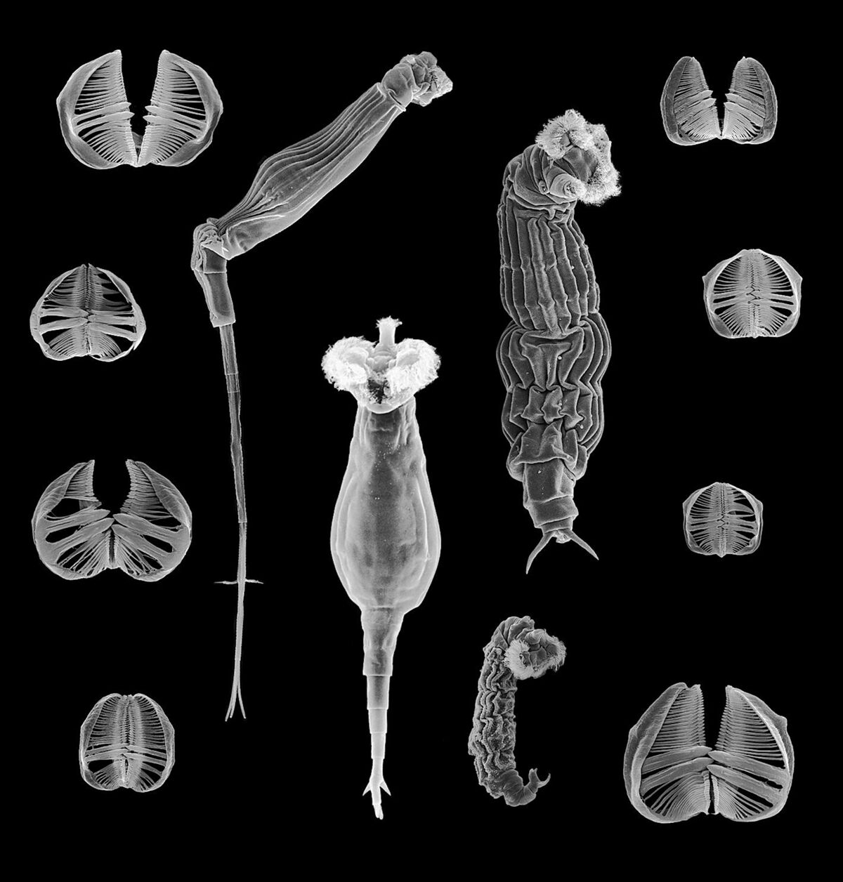 Bdelloid rotifers