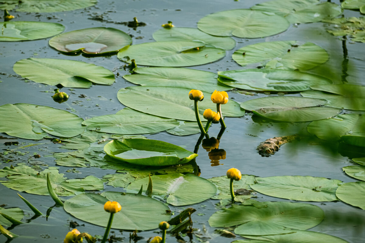Ninfea gialla (Nuphar lutea), in passato abbondantissima in Valle Santa e ora in declino