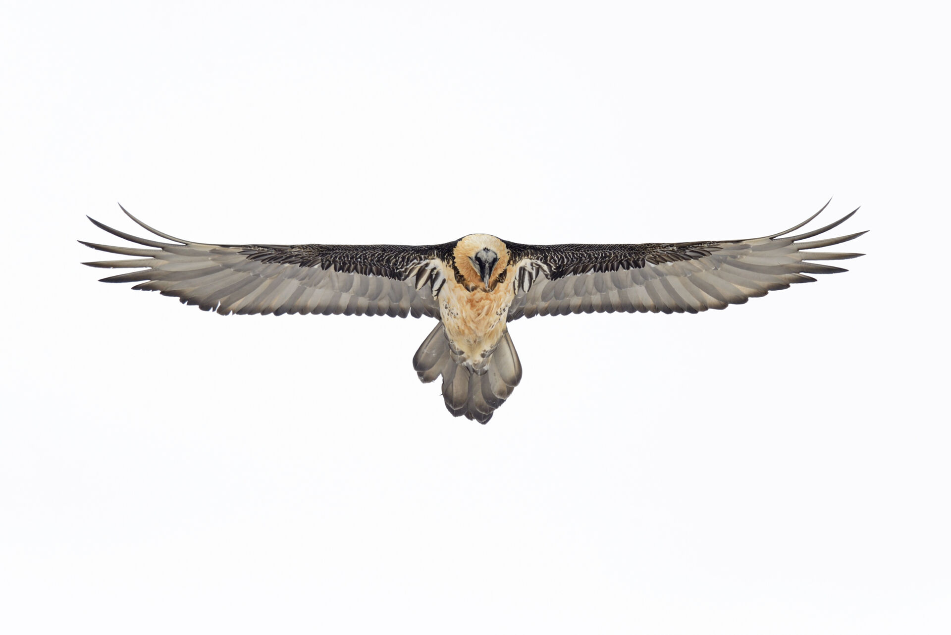 Gipeto, Parco Nazionale Gran Paradiso