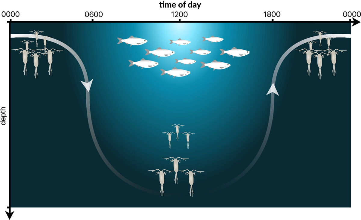 The diagram shows how organisms are distributed in the sea during the day and night. The microorganisms descend to the depths at dawn, avoiding surface predators during the day, and resurface when the sun goes down and darkness returns.