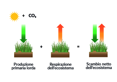 Schema dei flussi di CO2