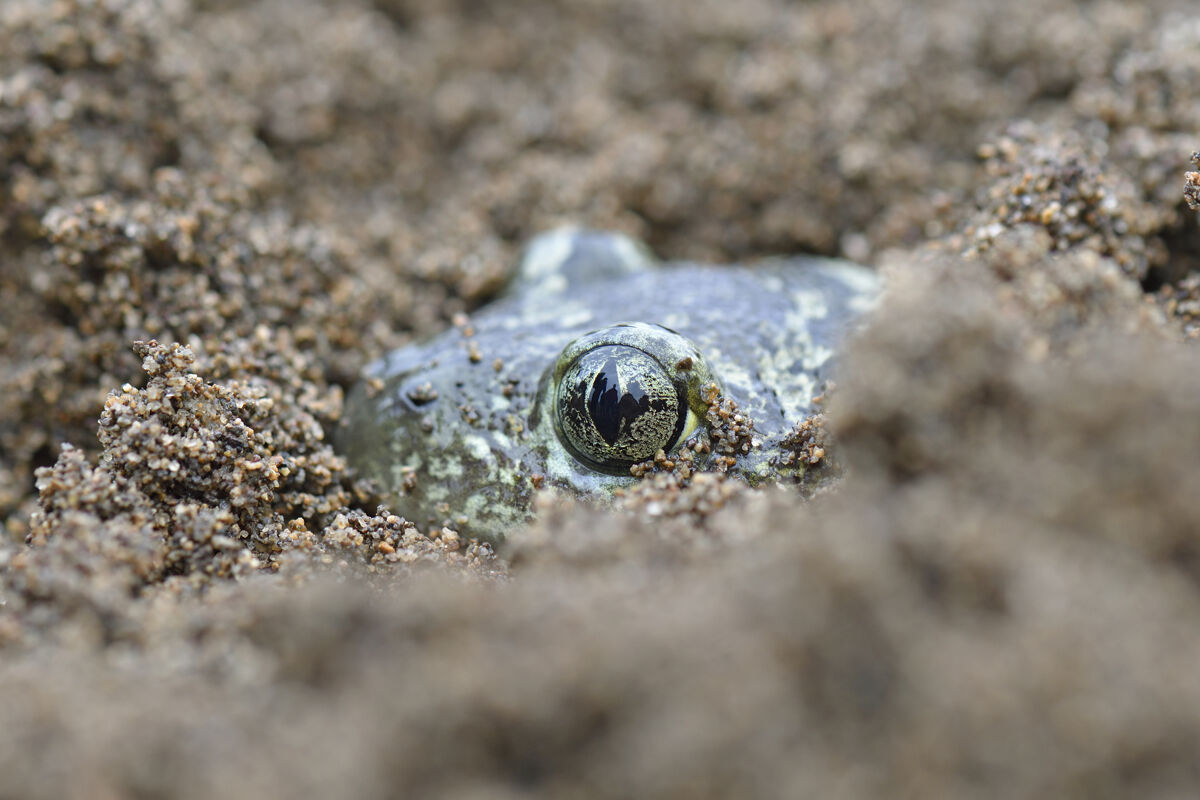 Pelobates syriacus (aestivation)