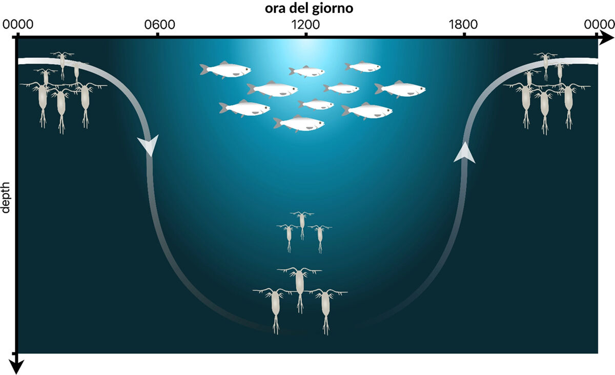 Lo schema mostra come si distribuiscono nel mare gli organismi durante le ore diurne e notturne. I microrganismi scendono in profondit&agrave; all&rsquo;alba, evitando i predatori in superficie delle ore diurne, e risalgono quando cala il sole e torna il buio.