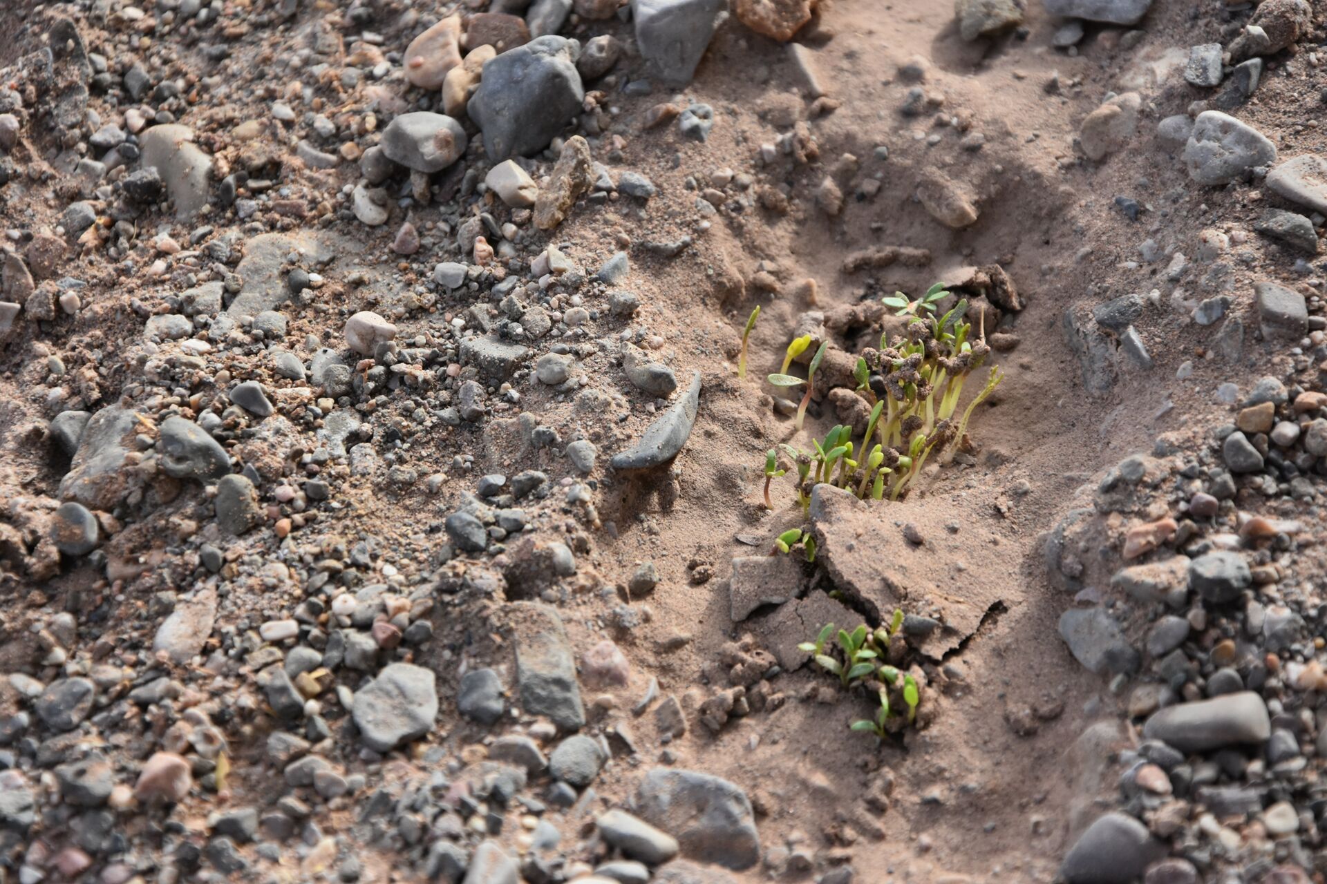 Just a few raindrops or even a single glass of water, as in this case, will reveal the unsuspected wealth of life forms dormant in the sand within the space of a few hours (Lut Desert, Iran)