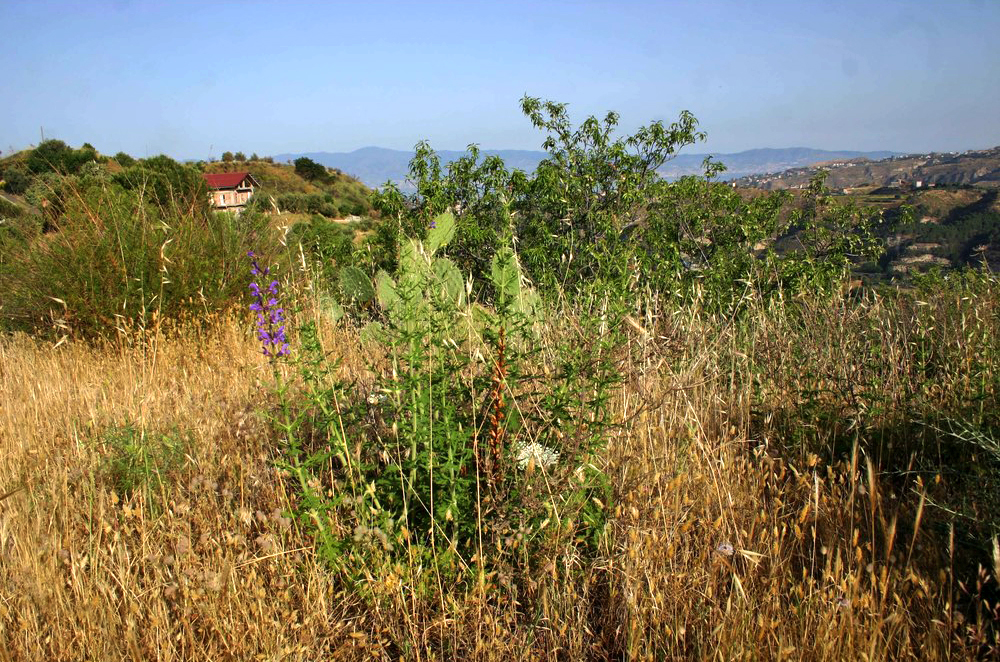 Salvia cerathophylloides