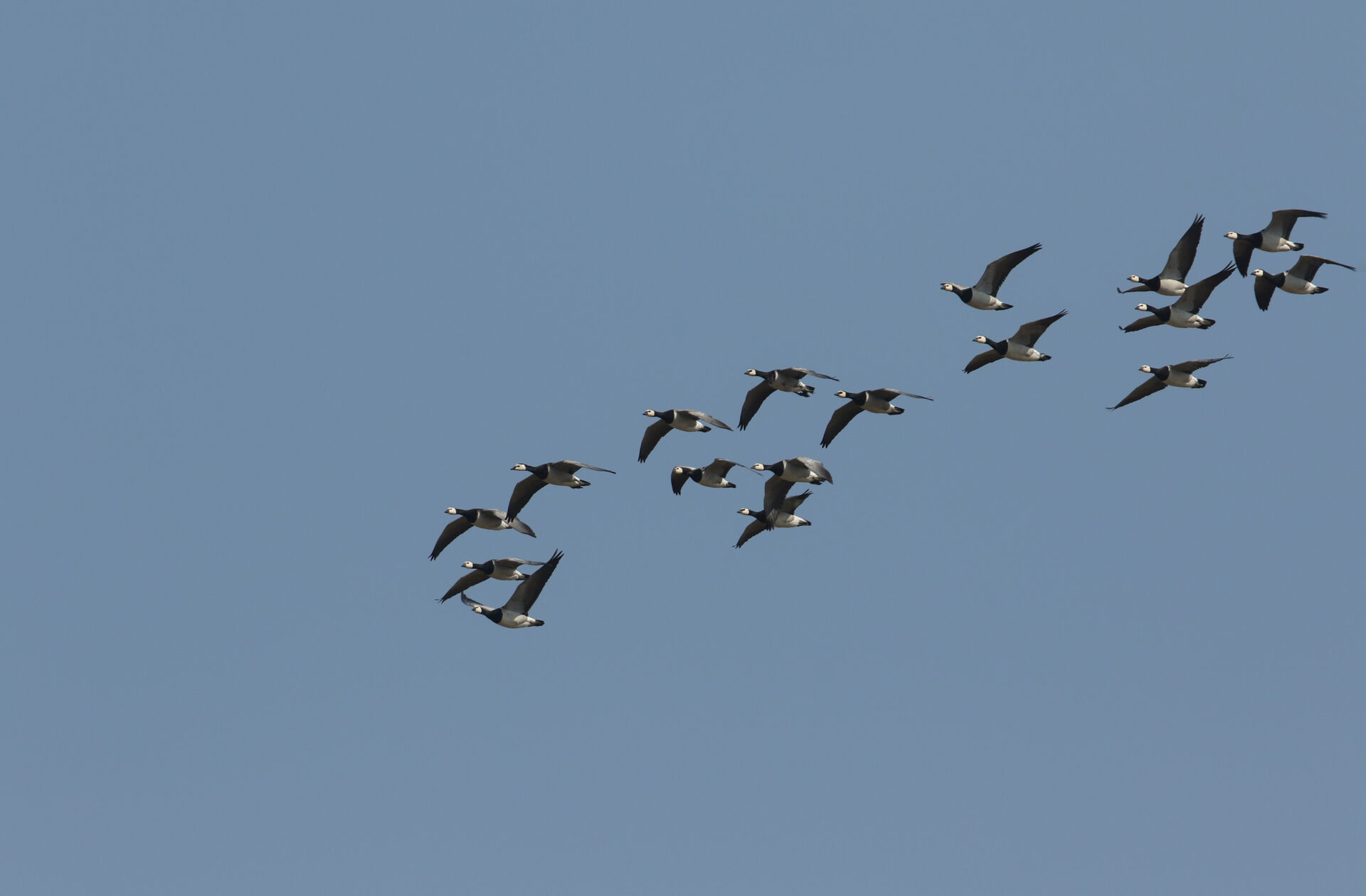 Oche facciabianca in migrazione&nbsp;