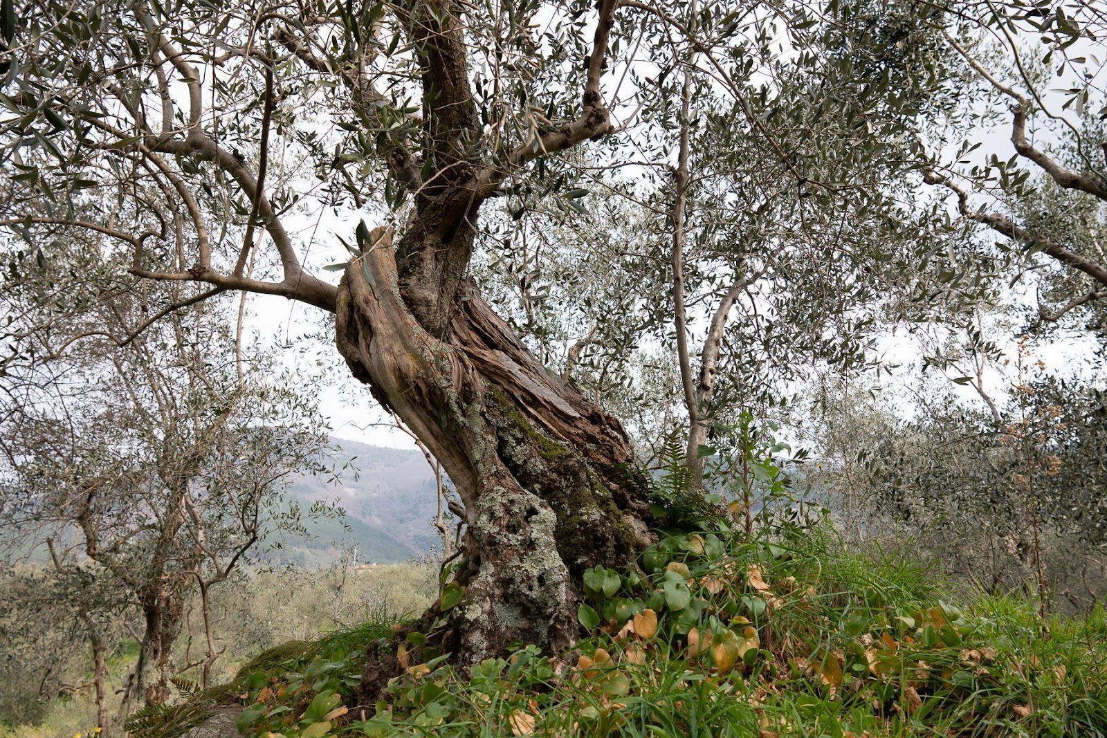 Olive Trees on Monte Serra, Calci (Tuscany)