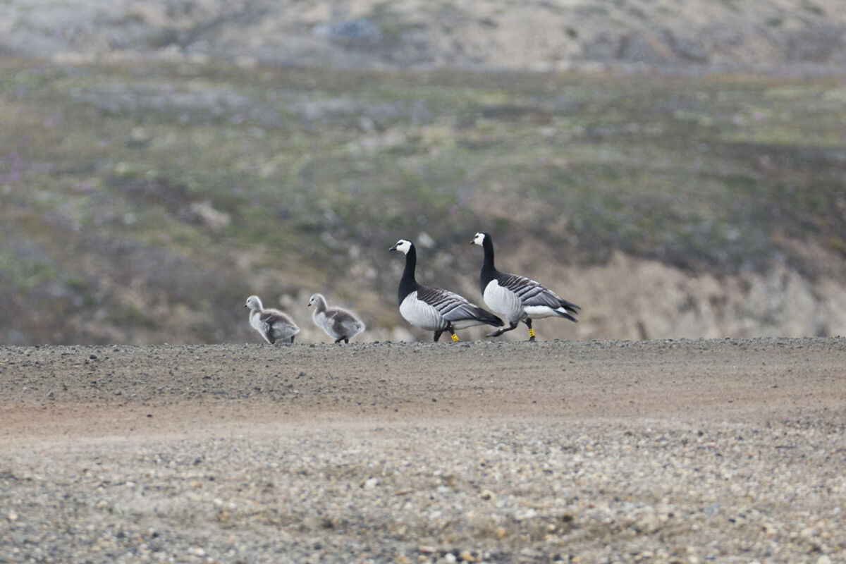 barnacle-geese-family-NYA-1070701