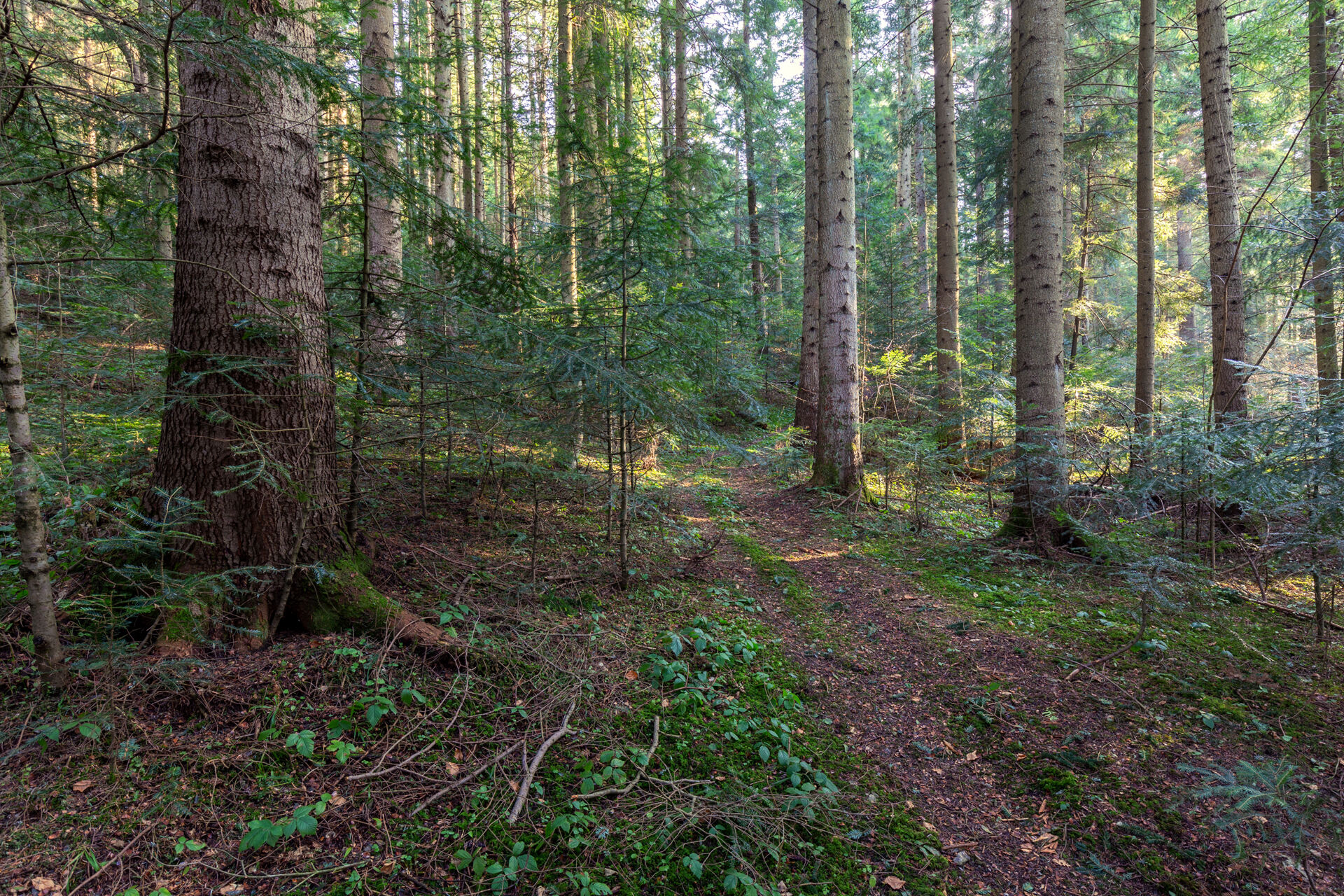 Foresta di abete bianco