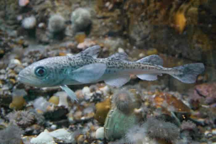Adult polar cod general grow no larger than 25 cm, although some specimens may reach 40 cm