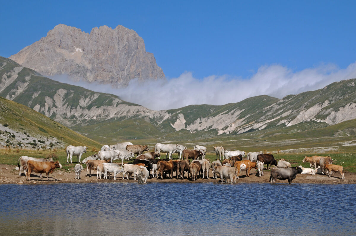 Vacche al pascolo/abbeverataCampo imperatore, PN Gran Sasso e Monti della Laga, Abruzzo