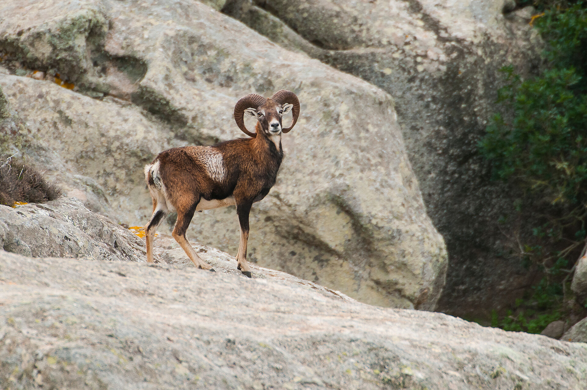 Mouflon, Sardinia