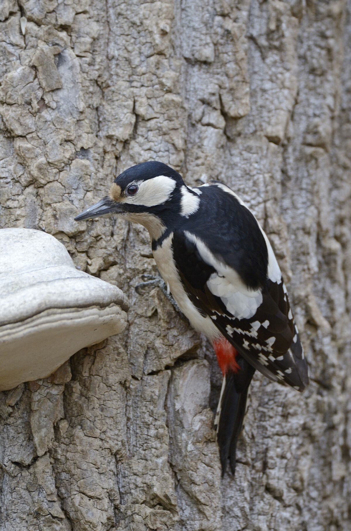 Picchio rosso maggiore (Dendrocopos major) con fungo lignicolo