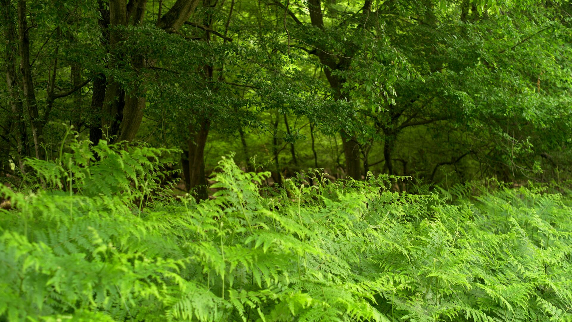 Woodland with ferns in the foreground and evergreen in the background