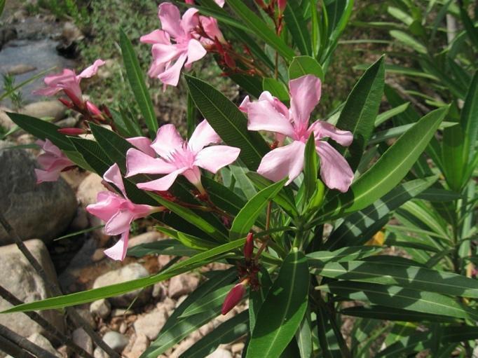Summer blooming of oleander (Nerium oleander) in the bed of the Rio Cannas, Cagliari area