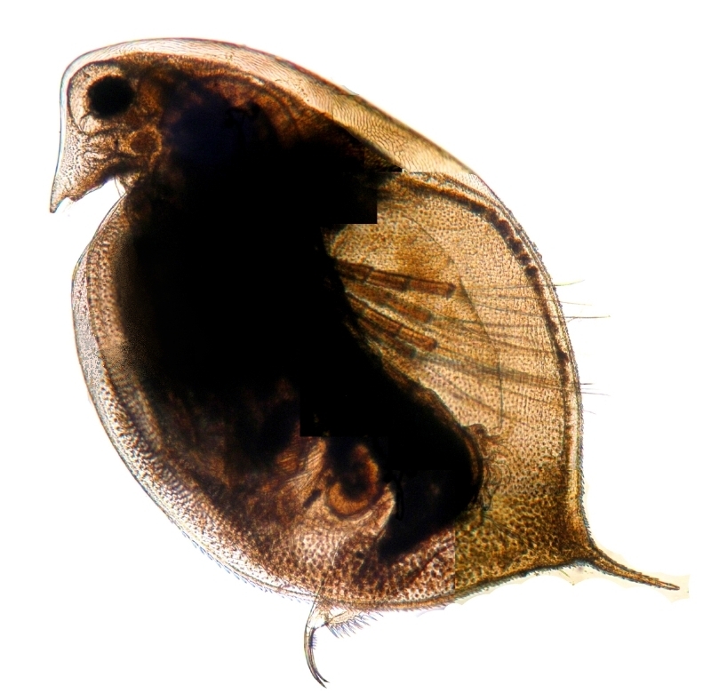 Daphnia pulicaria alpina
