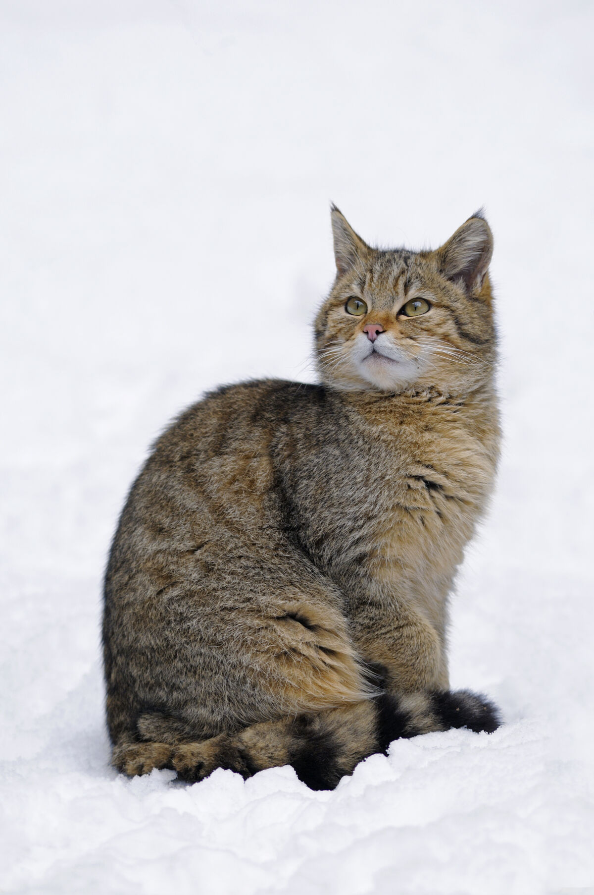 Gatto selvatico