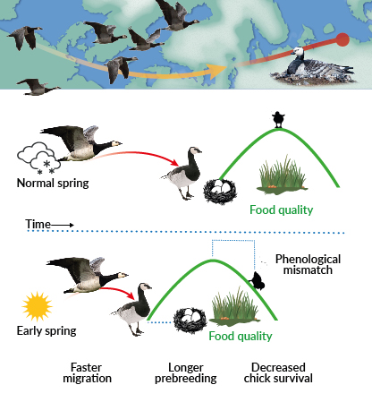 The illustration shows the migration route of the barnacle goose. The increase in temperatures, due to the climate change, can anticipate the start of the spring-summer season, altering the phenology of their migration. The species will reach the breeding site at a different time than in previous years. Reproduction will also undergo temporal changes in its phases and when the offspring are born, the peak of availability of the trophic resource will have passed, increasing the mortality of the chicks and thus decreasing the reproductive success of the species.