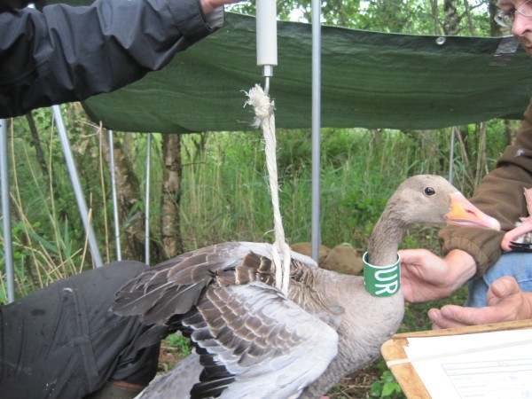 Oca selvatica dotata di collare colorato e con codice&nbsp;